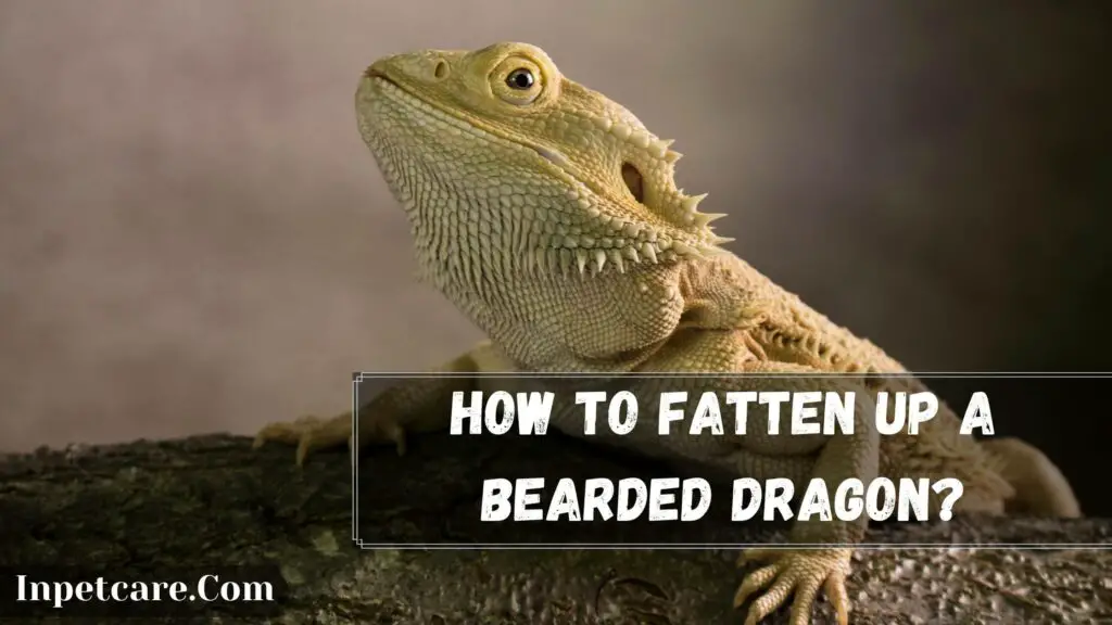 how to fatten up a bearded dragon