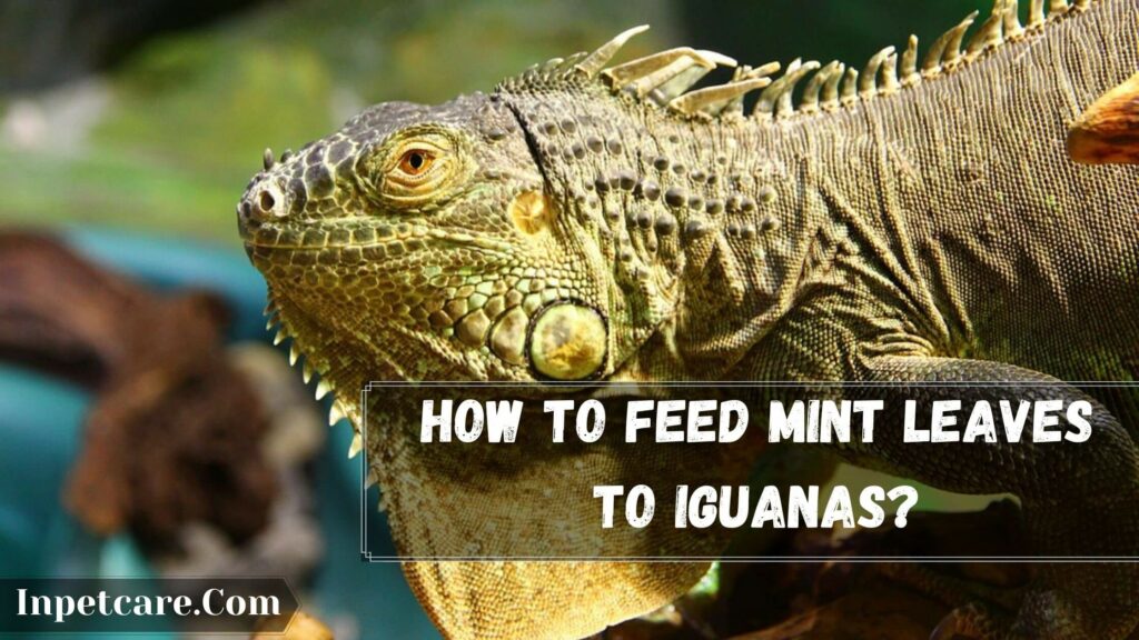 how to feed mint leaves to iguanas