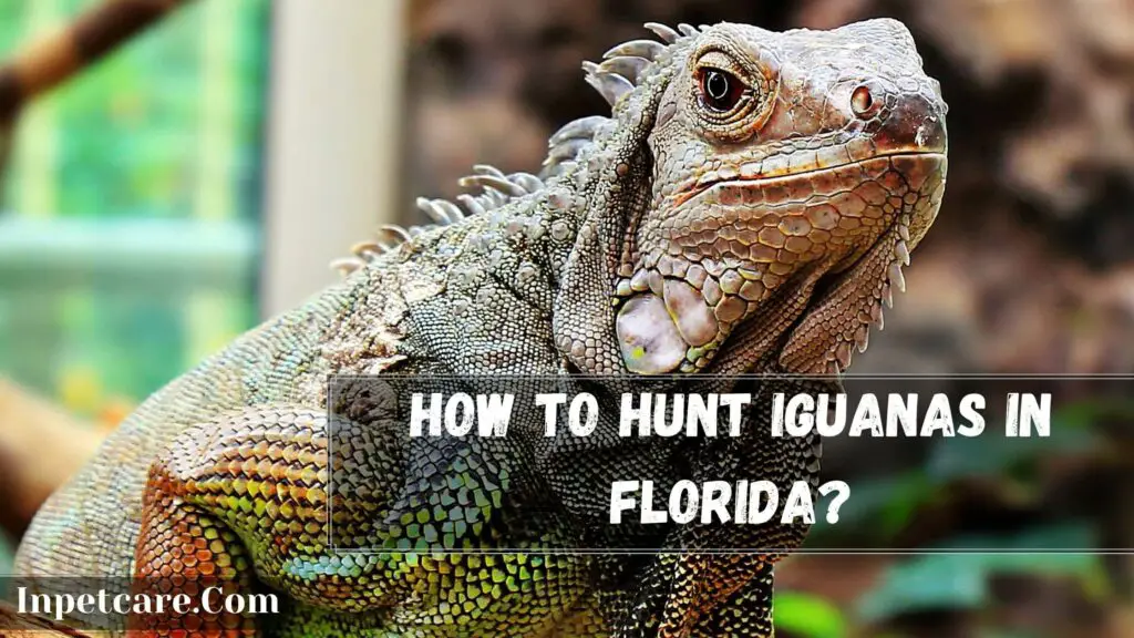how to hunt iguanas in florida