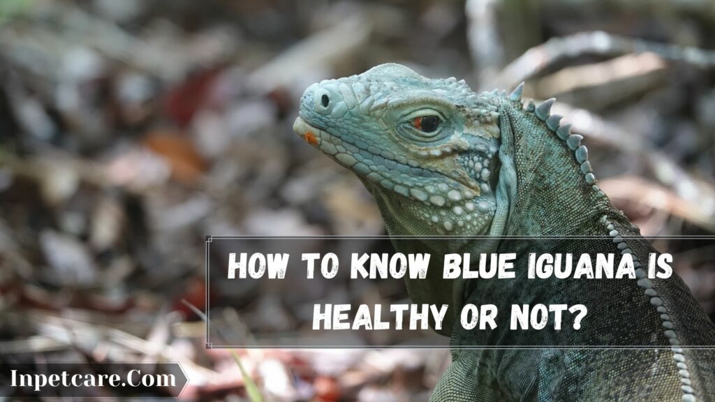 how to know blue iguana is healthy or not