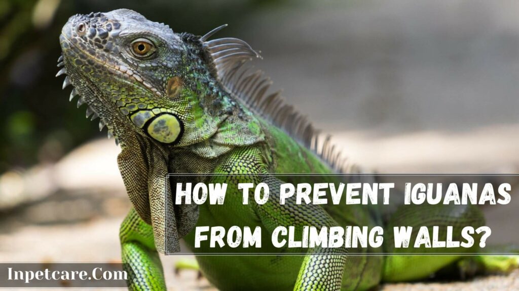 how to prevent iguanas from climbing walls