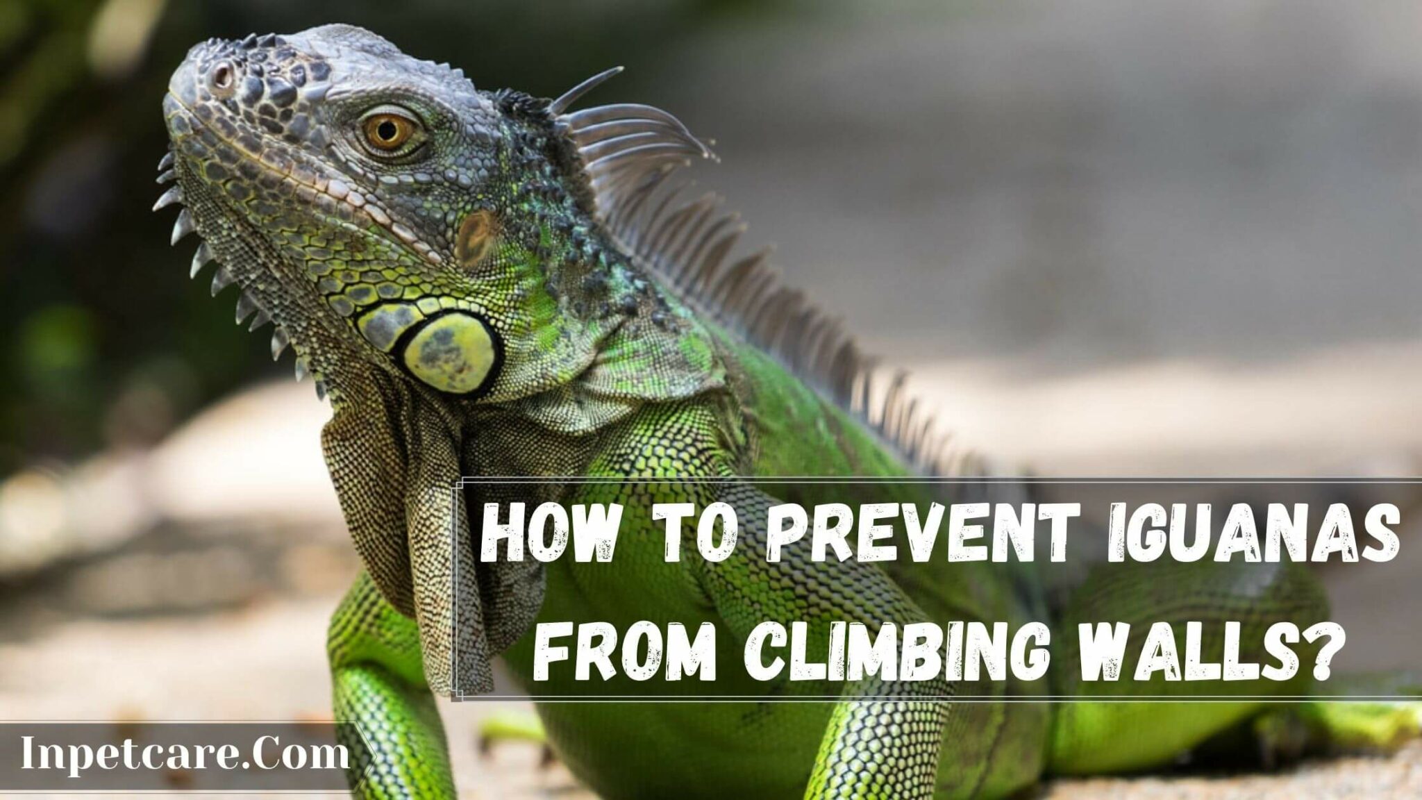 Can Iguanas Climb Walls? 3 Wall Types To Stop Them