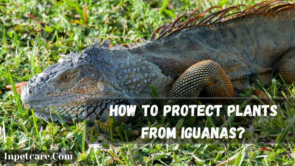 how to protect plants from iguanas