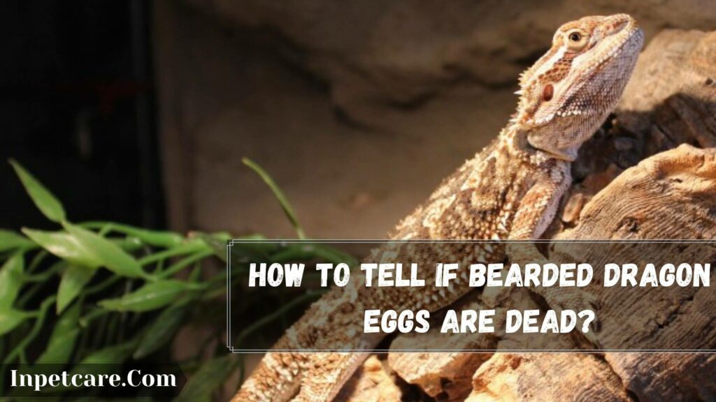 how to tell if bearded dragon eggs are dead