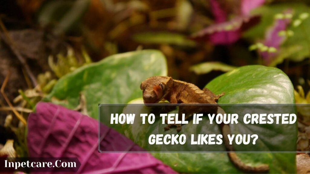 how to tell if your crested gecko likes you