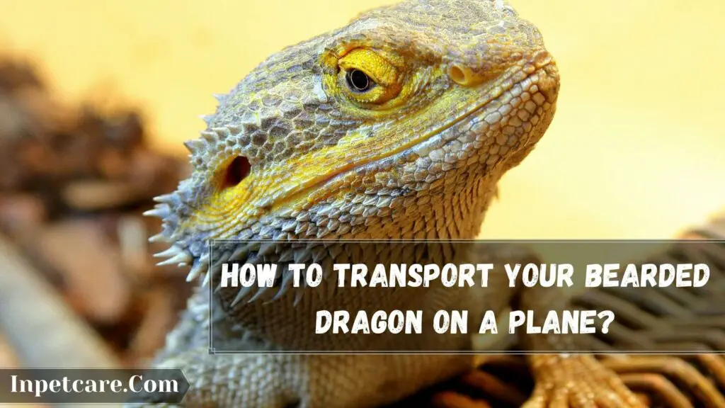 how to transport your bearded dragon on a plane
