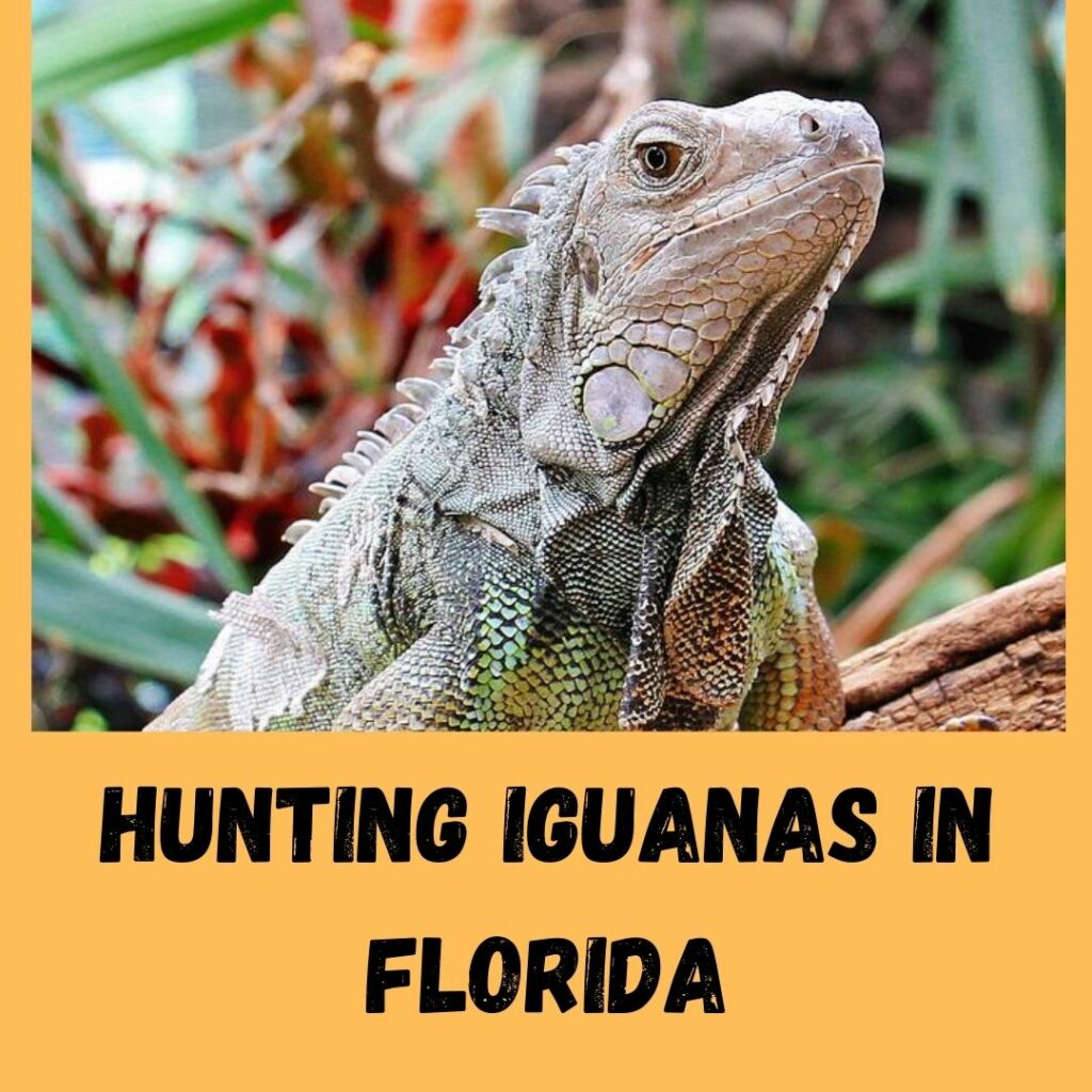 hunting iguanas in florida