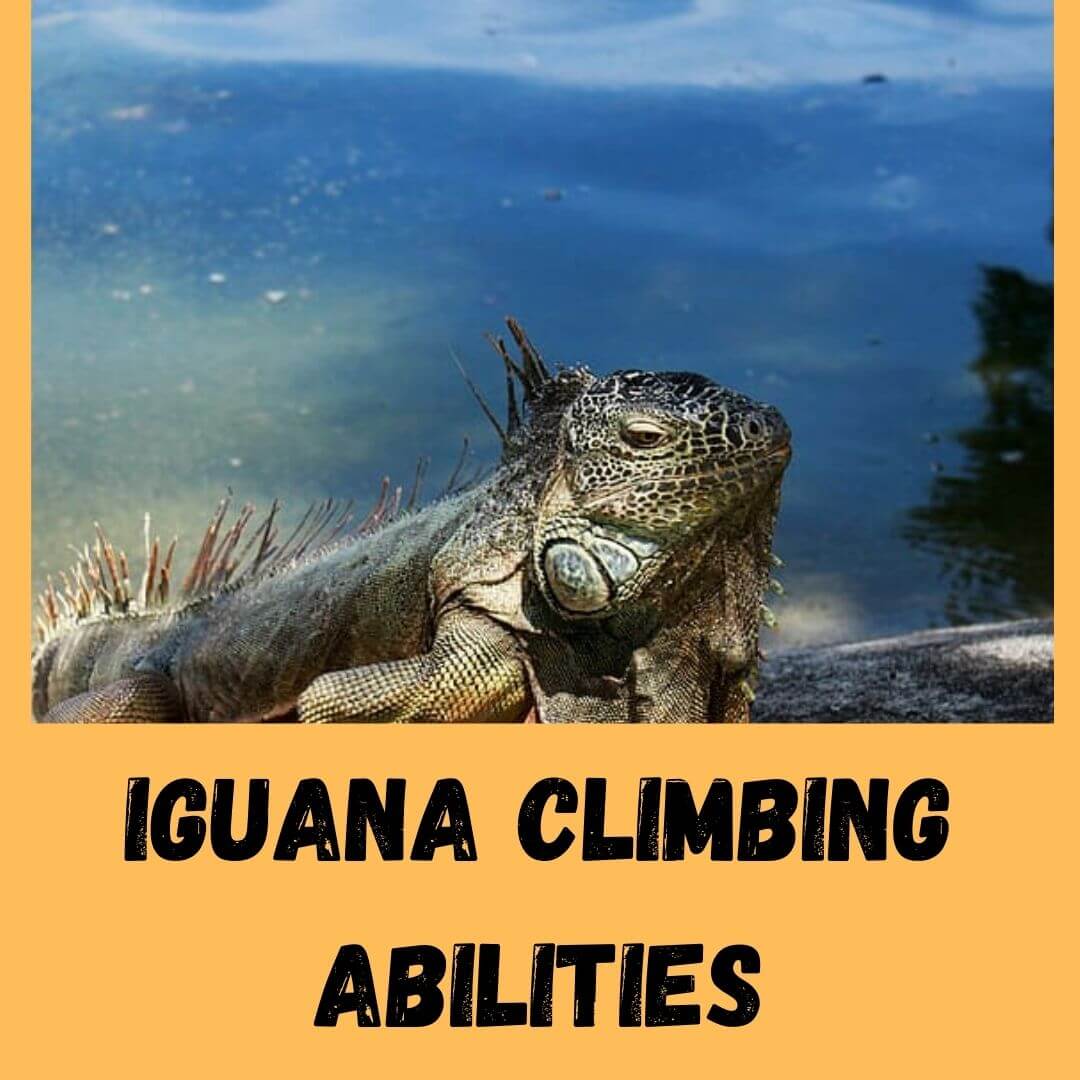 iguana climbing abilities