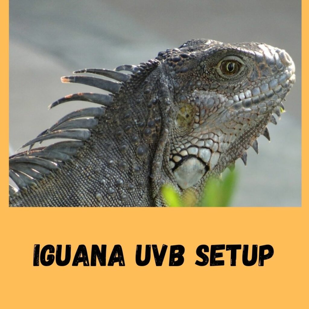 iguana uvb setup