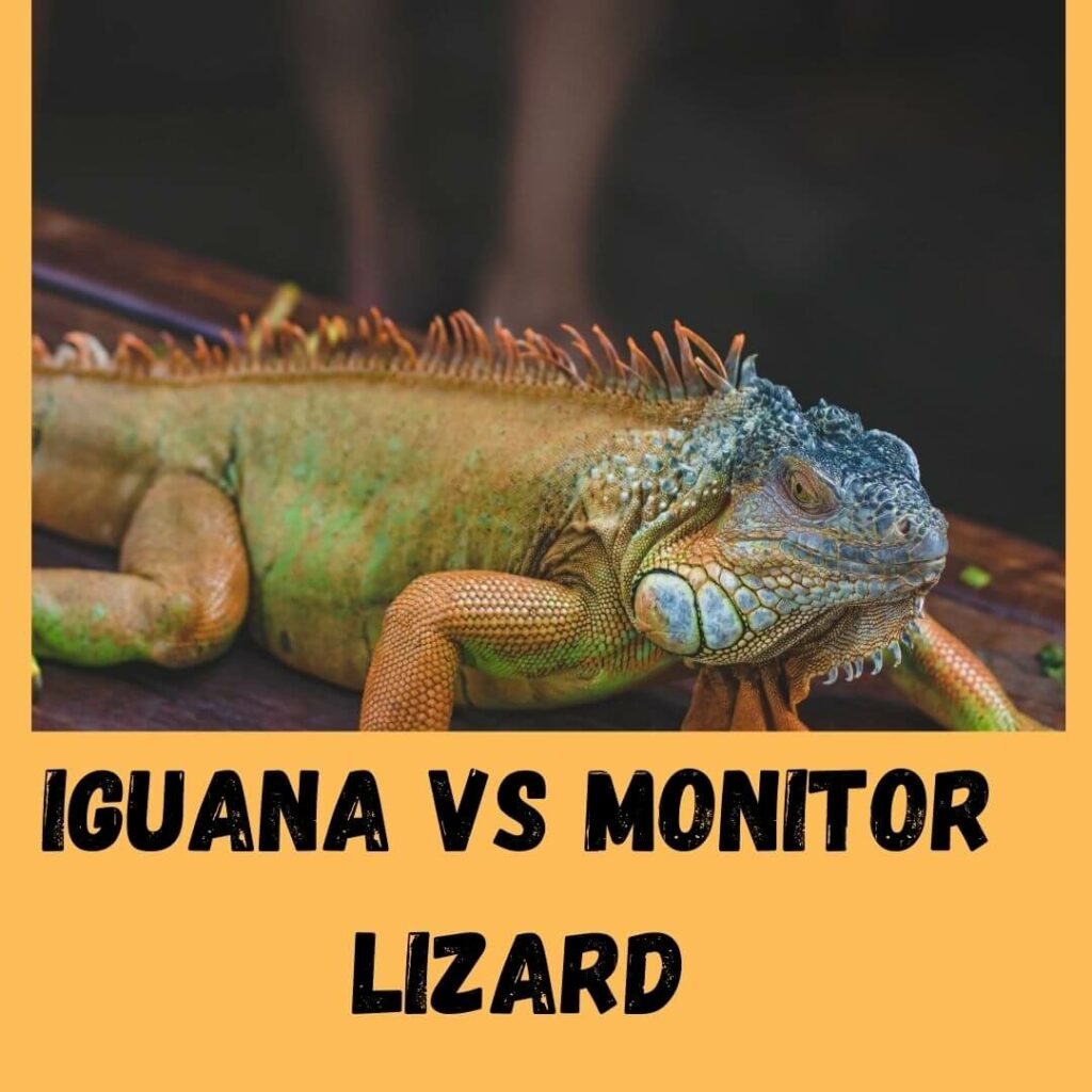 iguana vs monitor lizard