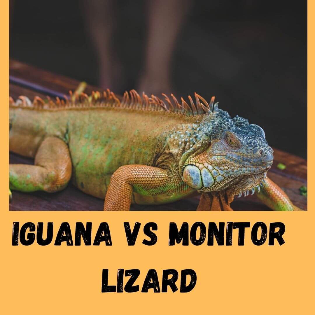 Iguana Vs Monitor Lizard: 7 Key Differences
