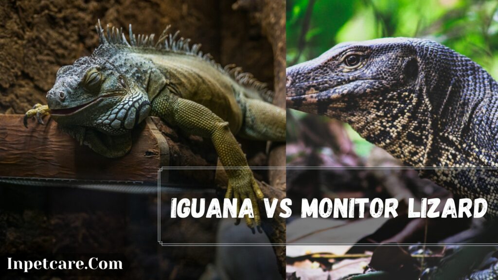 iguana vs monitor lizard