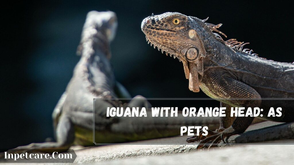 iguana with orange head as pets