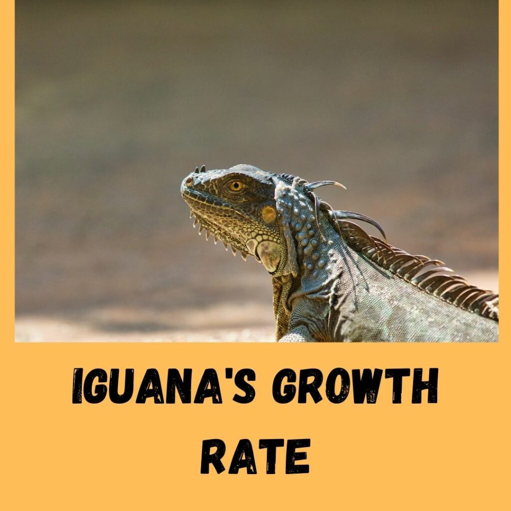 iguana's growth rate