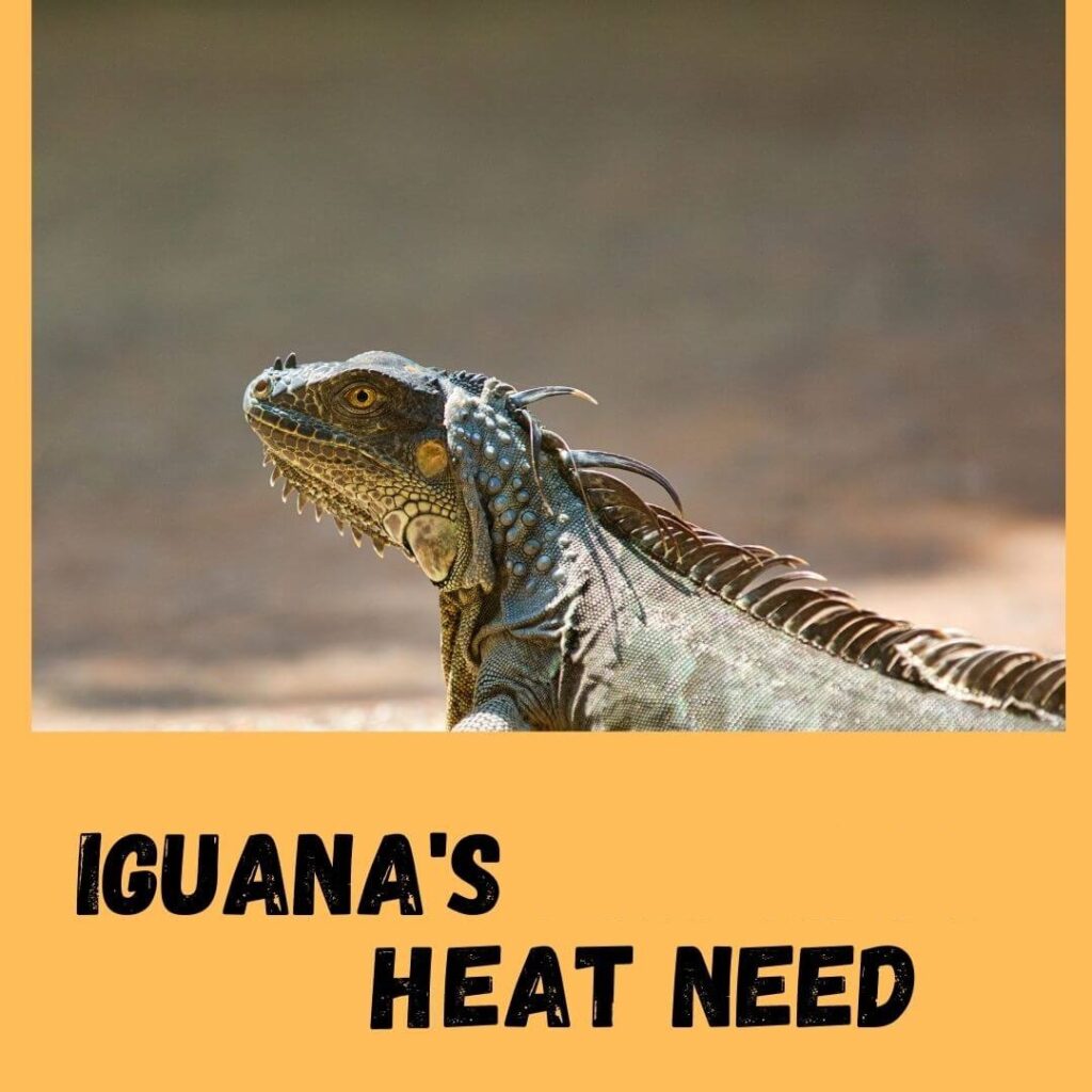 iguana's Heat needs