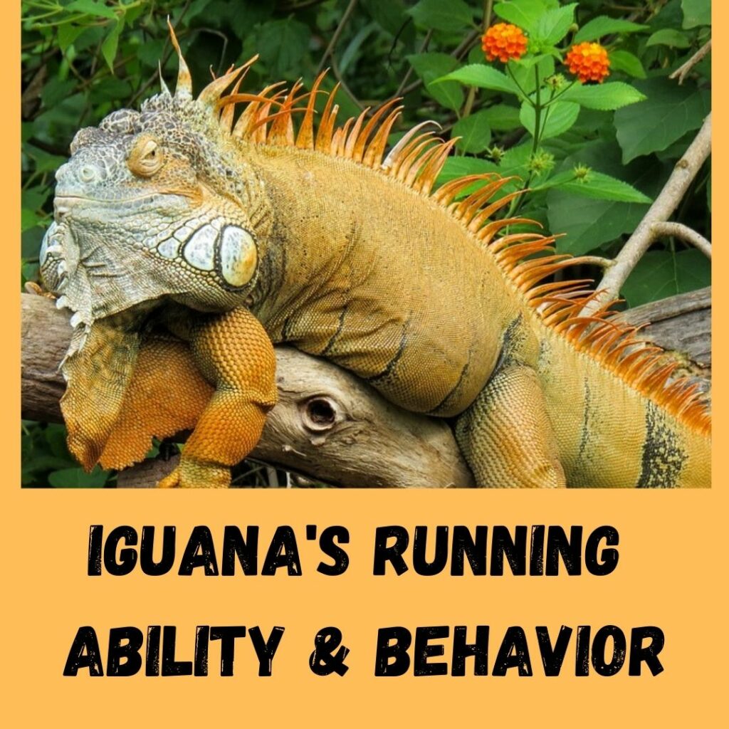 iguana's running ability & behavior