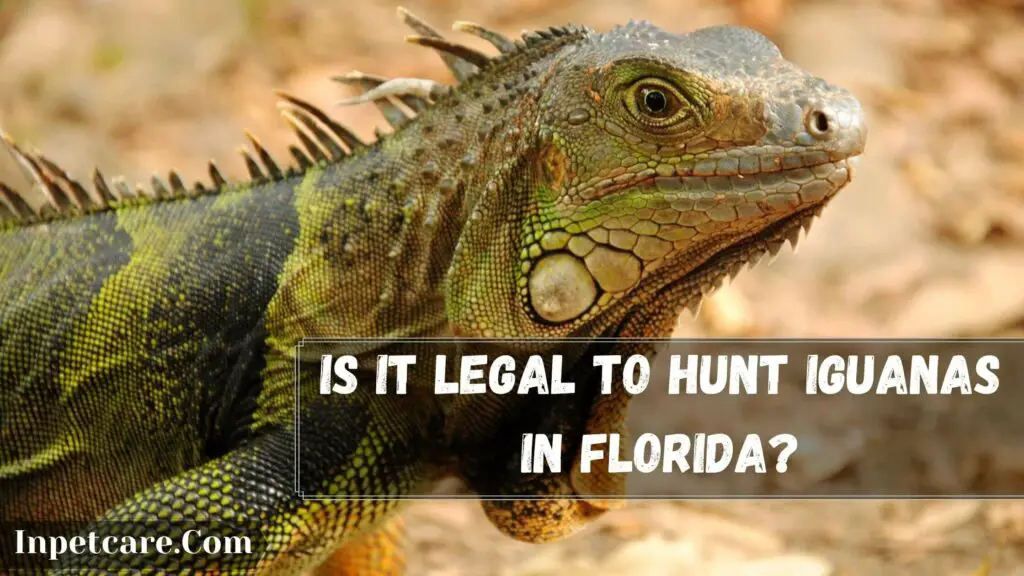 is it legal to hunt iguanas in florida