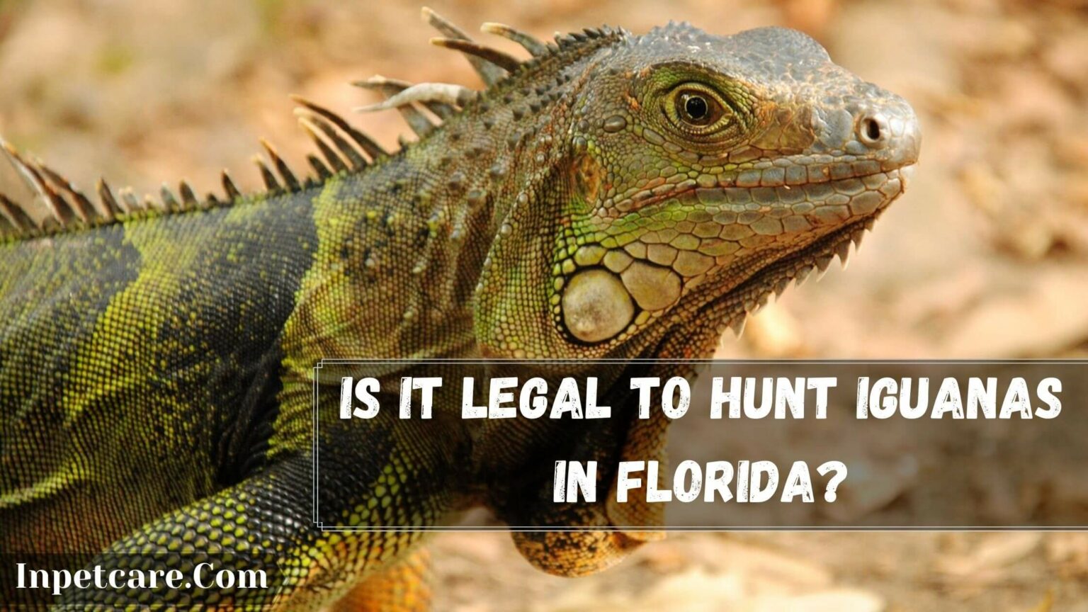 Is It Legal To Hunt Iguanas In Florida