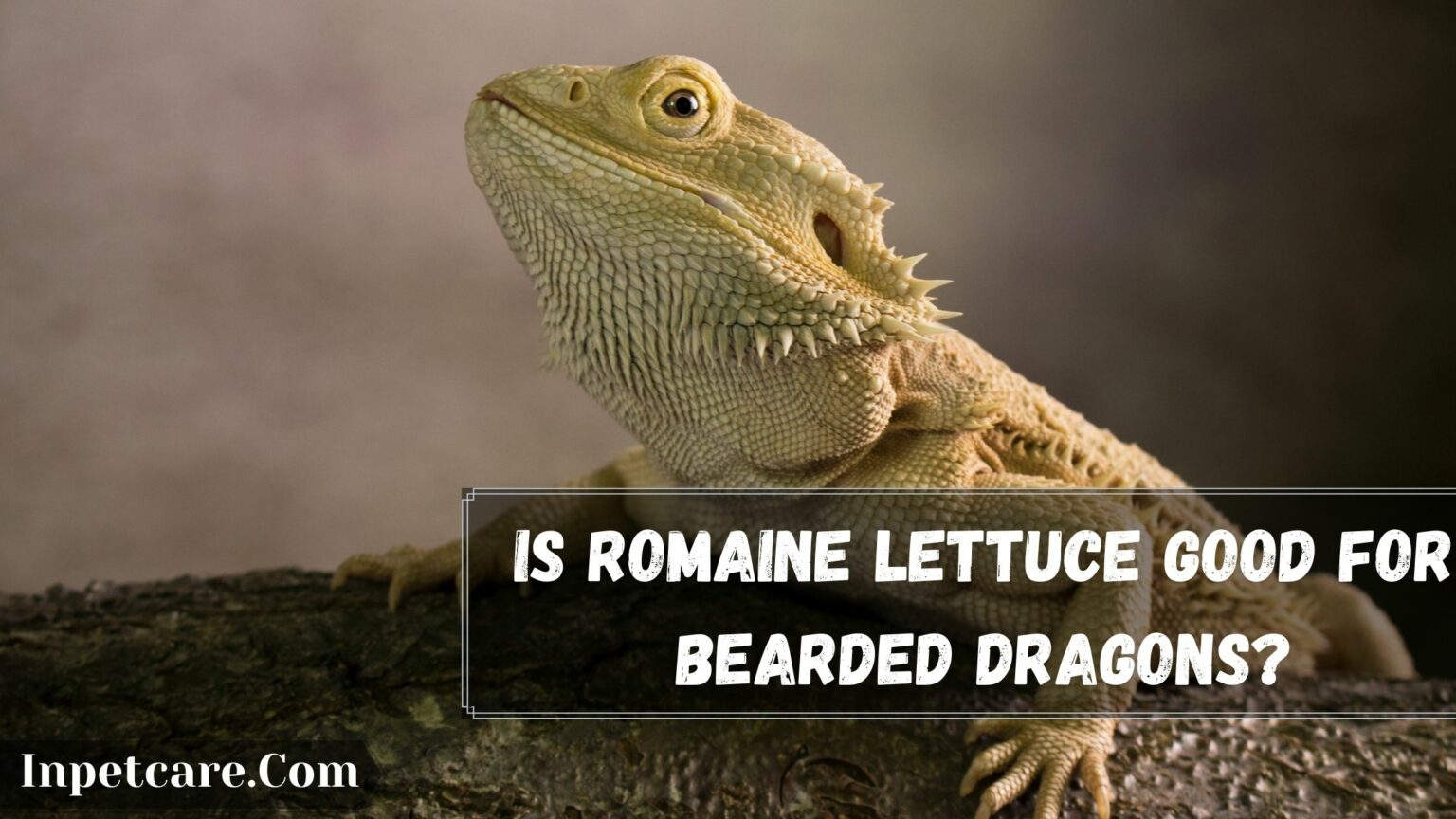 Can Bearded Dragons Eat Romaine Lettuce?
