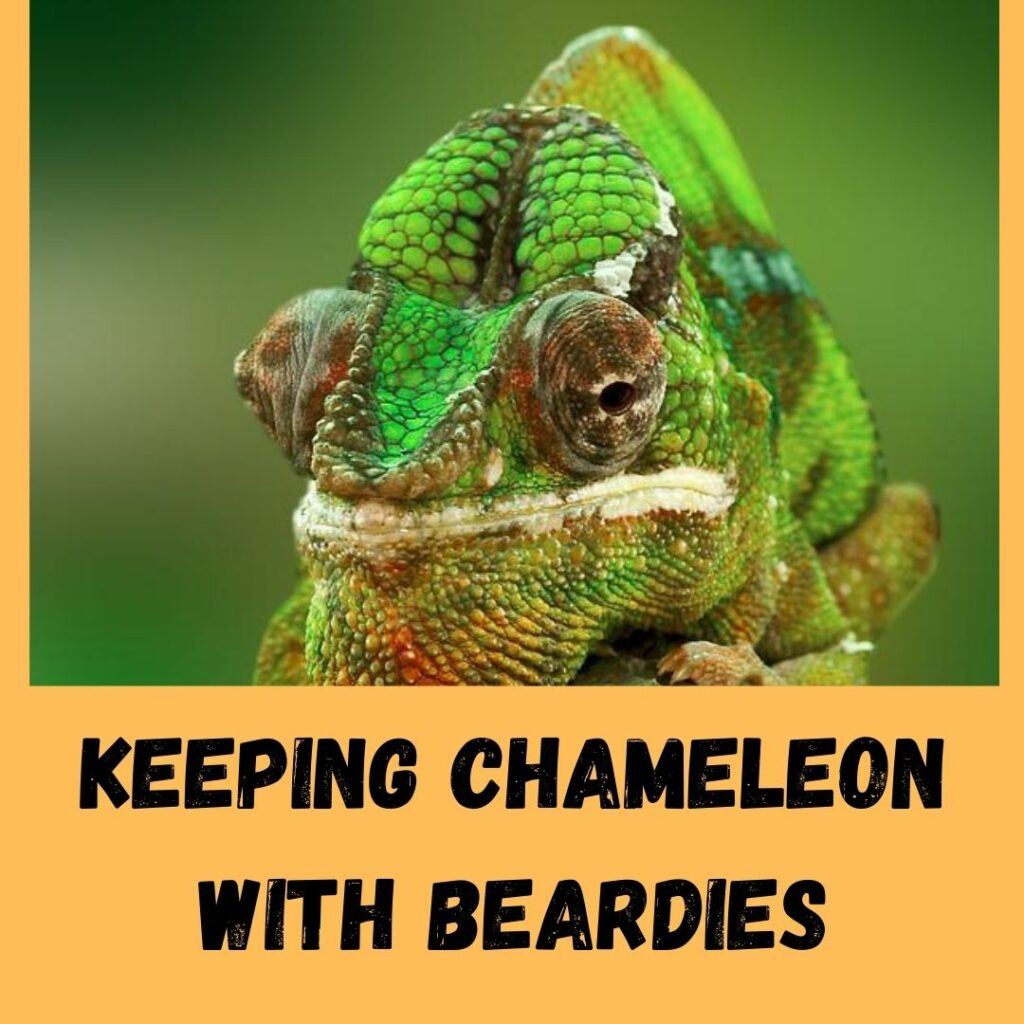 keeping chameleon with beardies