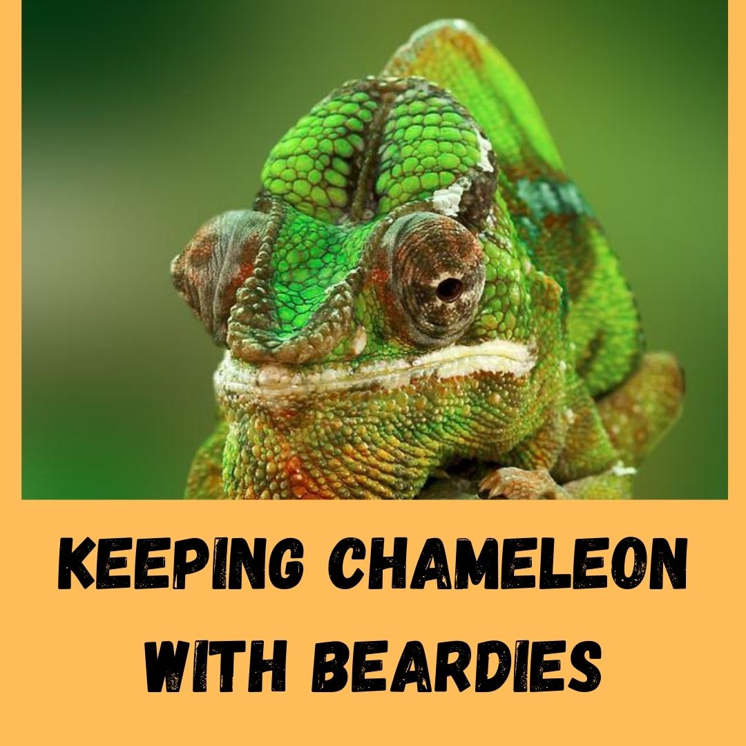 Can A Chameleon Live In A Bearded Dragon Tank?
