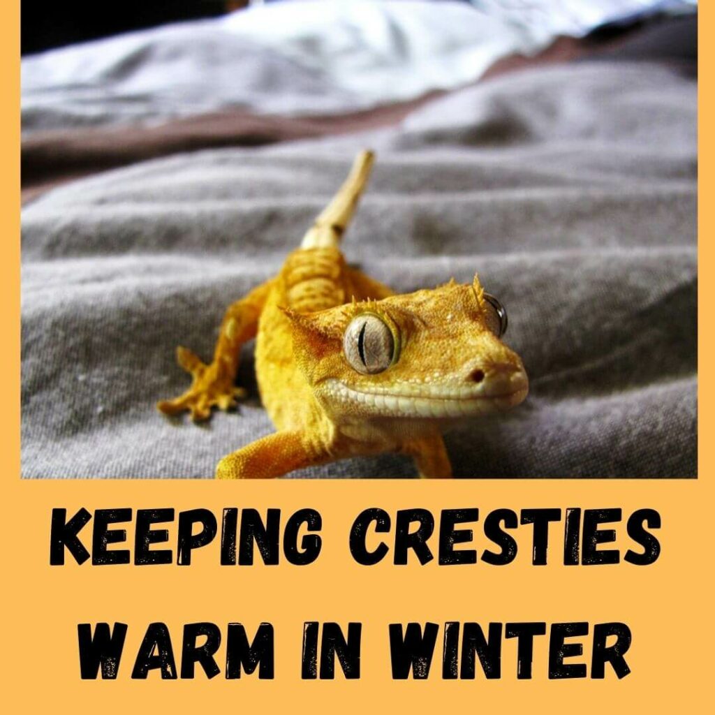keeping cresties warm in winter