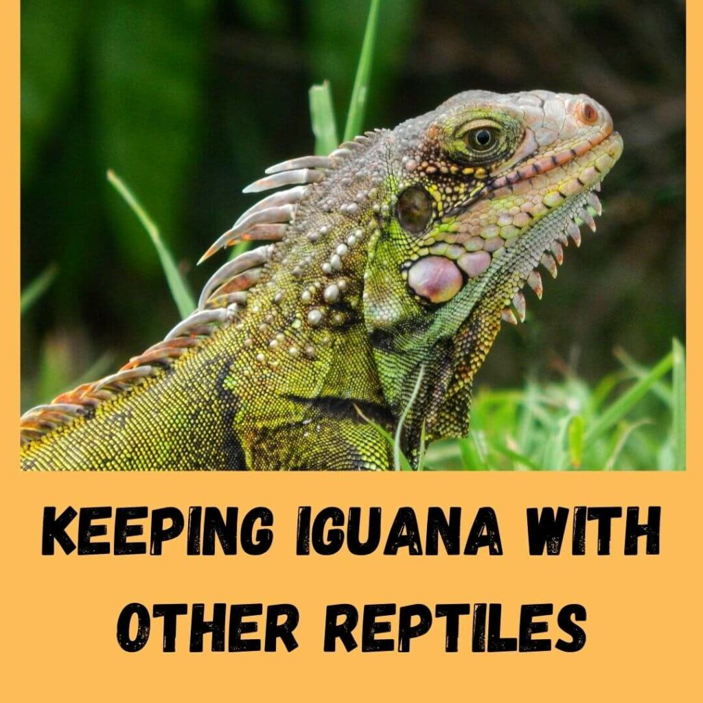 keeping iguana with other reptiles