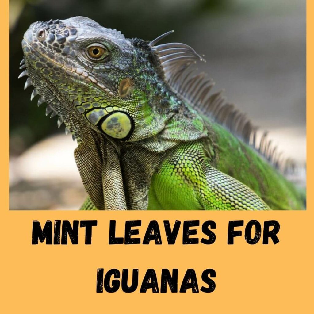 mint leaves for iguanas