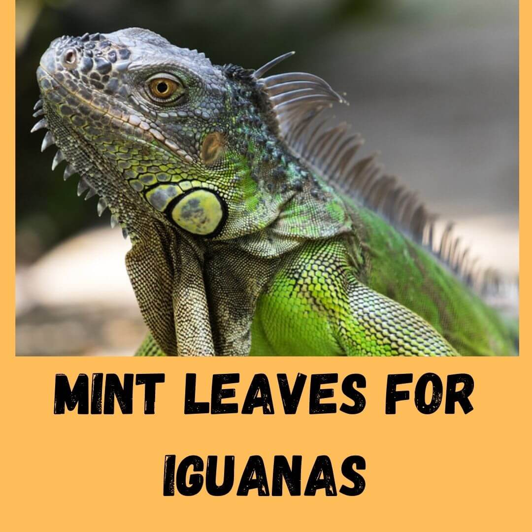 Can Iguanas Eat Mint Leaves? 5 Healthy Leaves