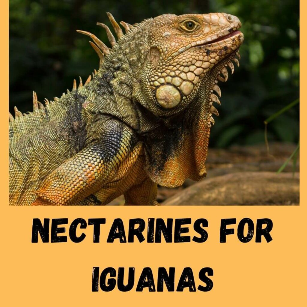nectarines for iguanas