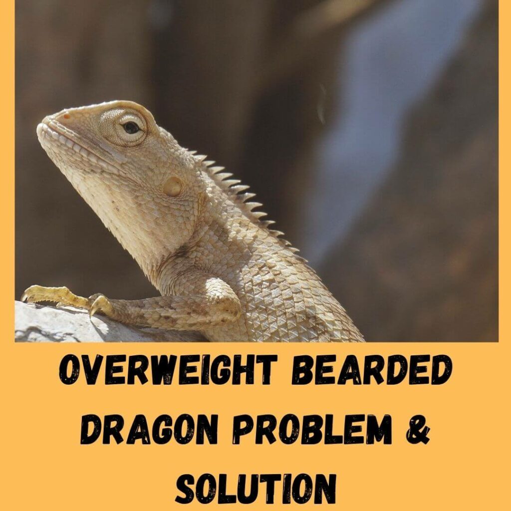 overweight bearded dragon problem & solution