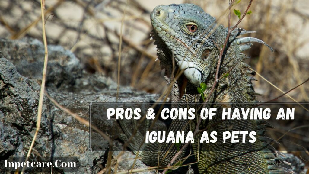 pros & cons of having an iguana as pets