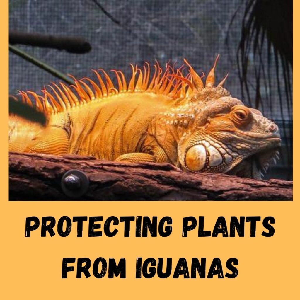 protecting plants from iguanas