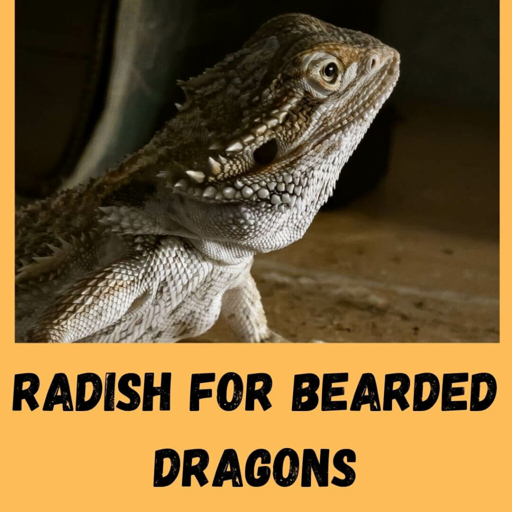 radish for bearded dragons