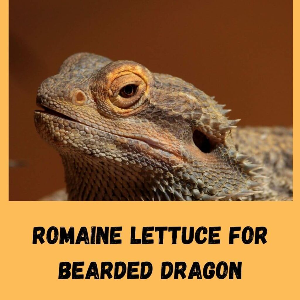 romaine lettuce for bearded dragon
