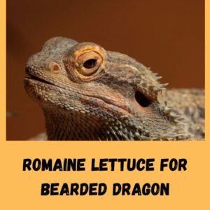 Can Bearded Dragons Eat Romaine Lettuce?