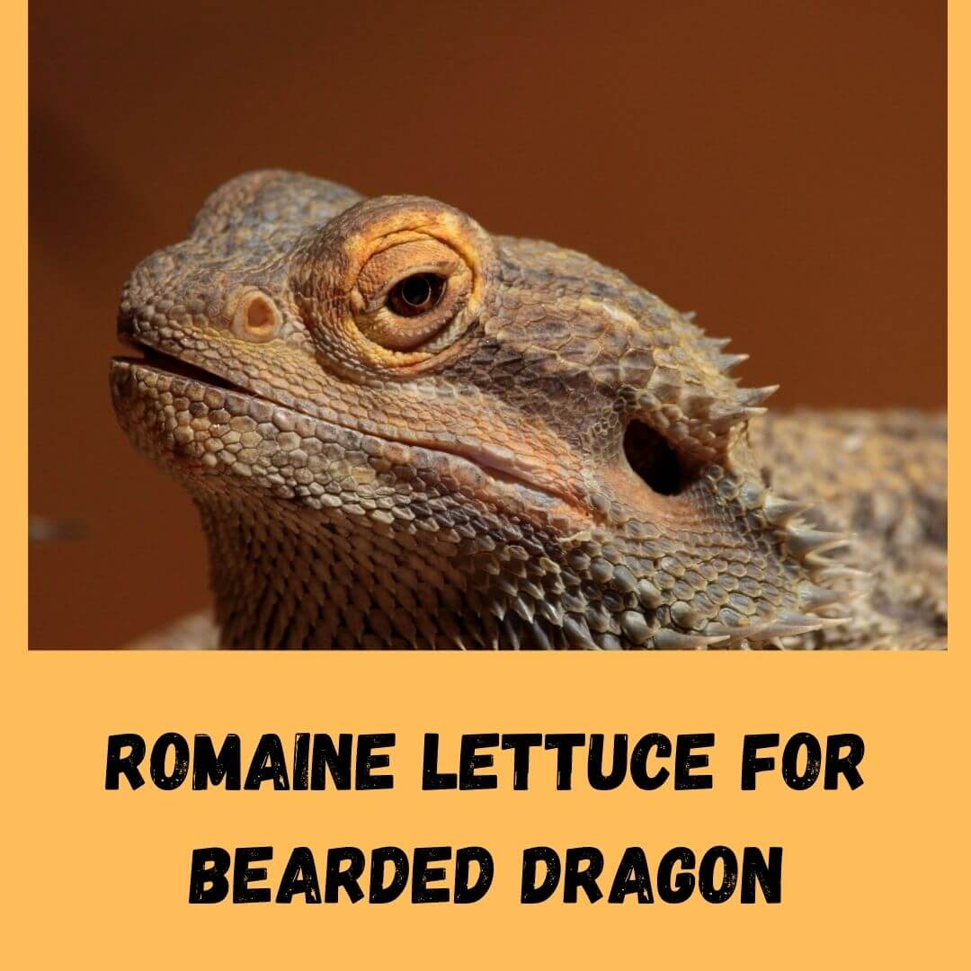 Can Bearded Dragons Eat Romaine Lettuce? 
