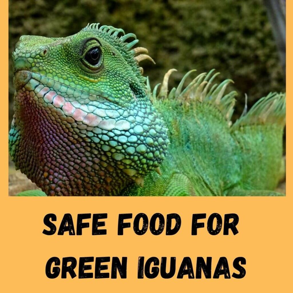 safe food for green iguanas
