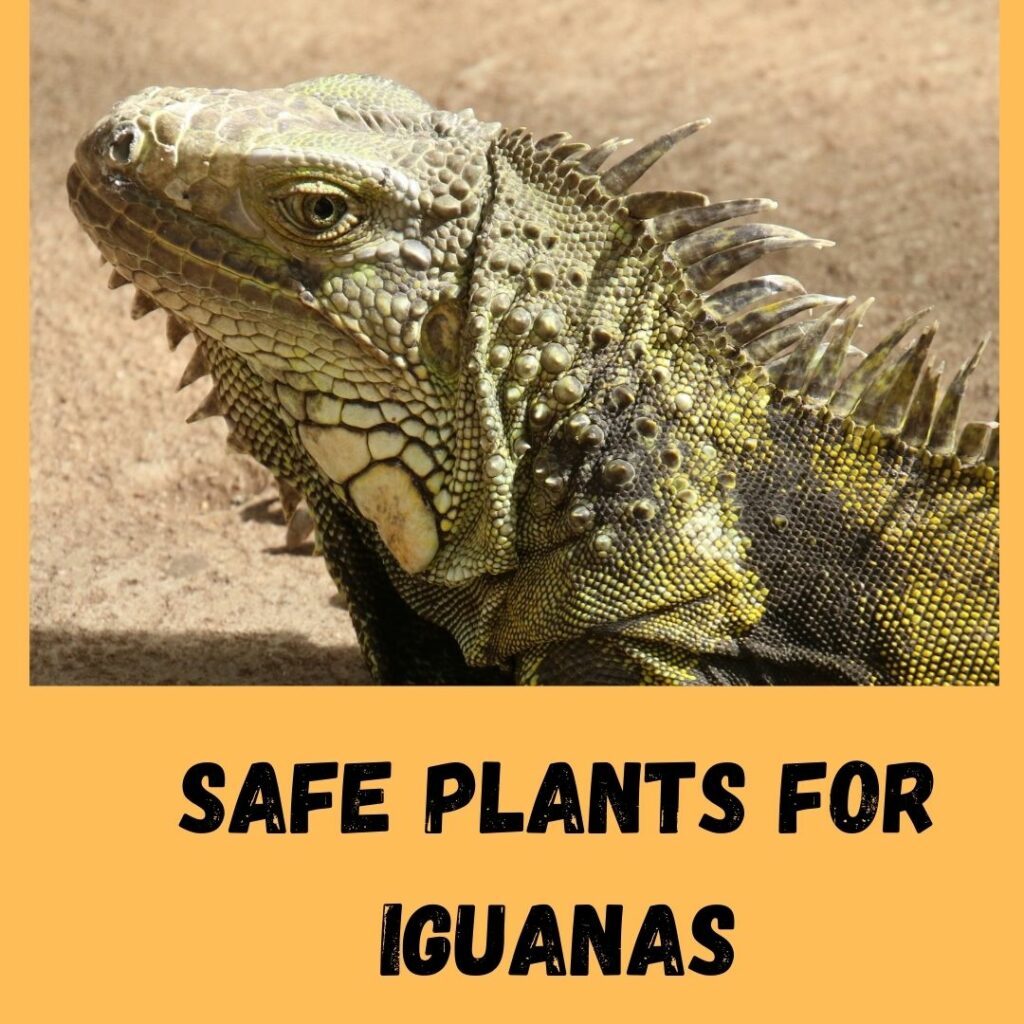 safe plants for iguanas