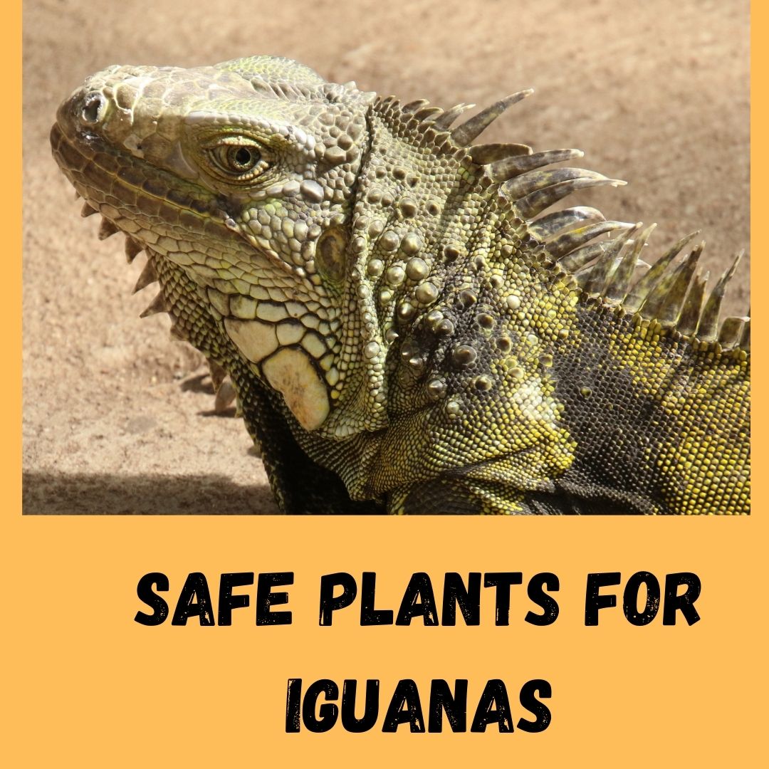 7 Safe Plants For Iguana Enclosure