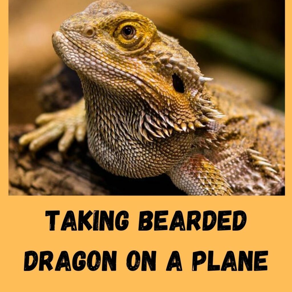 taking bearded dragon on a plane
