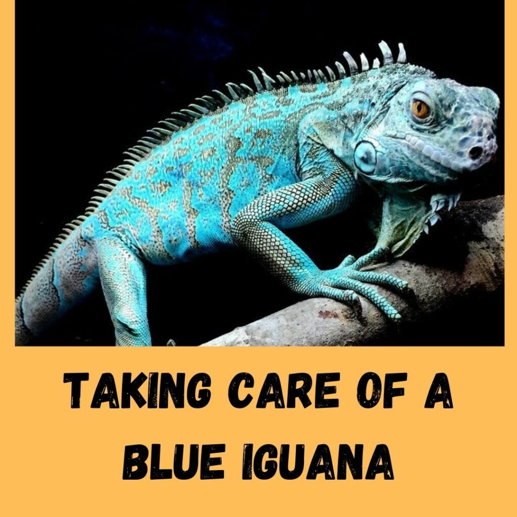 taking care of a blue iguana