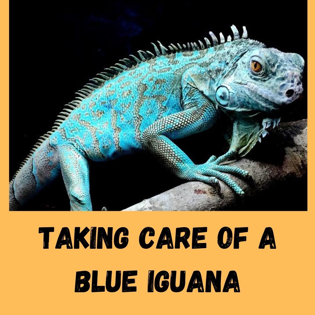 How To Take Care Of A Blue Iguana? 5 Proven Ways