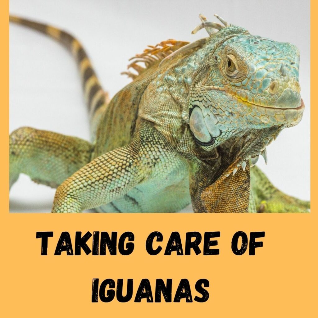 taking care of iguanas