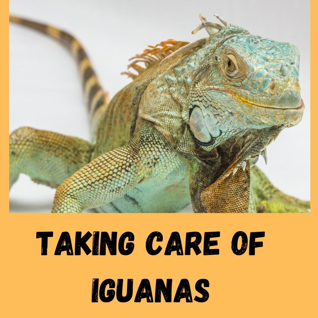 How To Take Care Of A Blue Iguana? (2022)