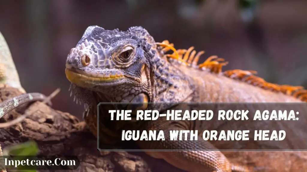 the red-headed rock agama iguana with orange head
