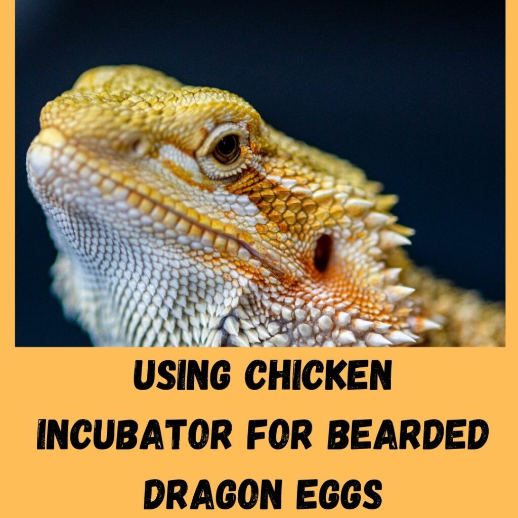 using chicken incubator for bearded dragon eggs