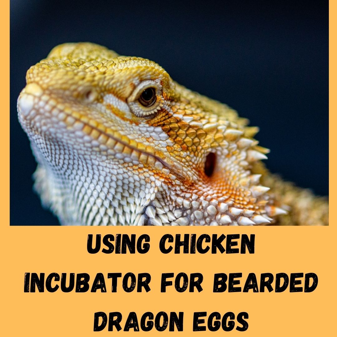 Can You Use A Chicken Incubator For Bearded Dragon Eggs?