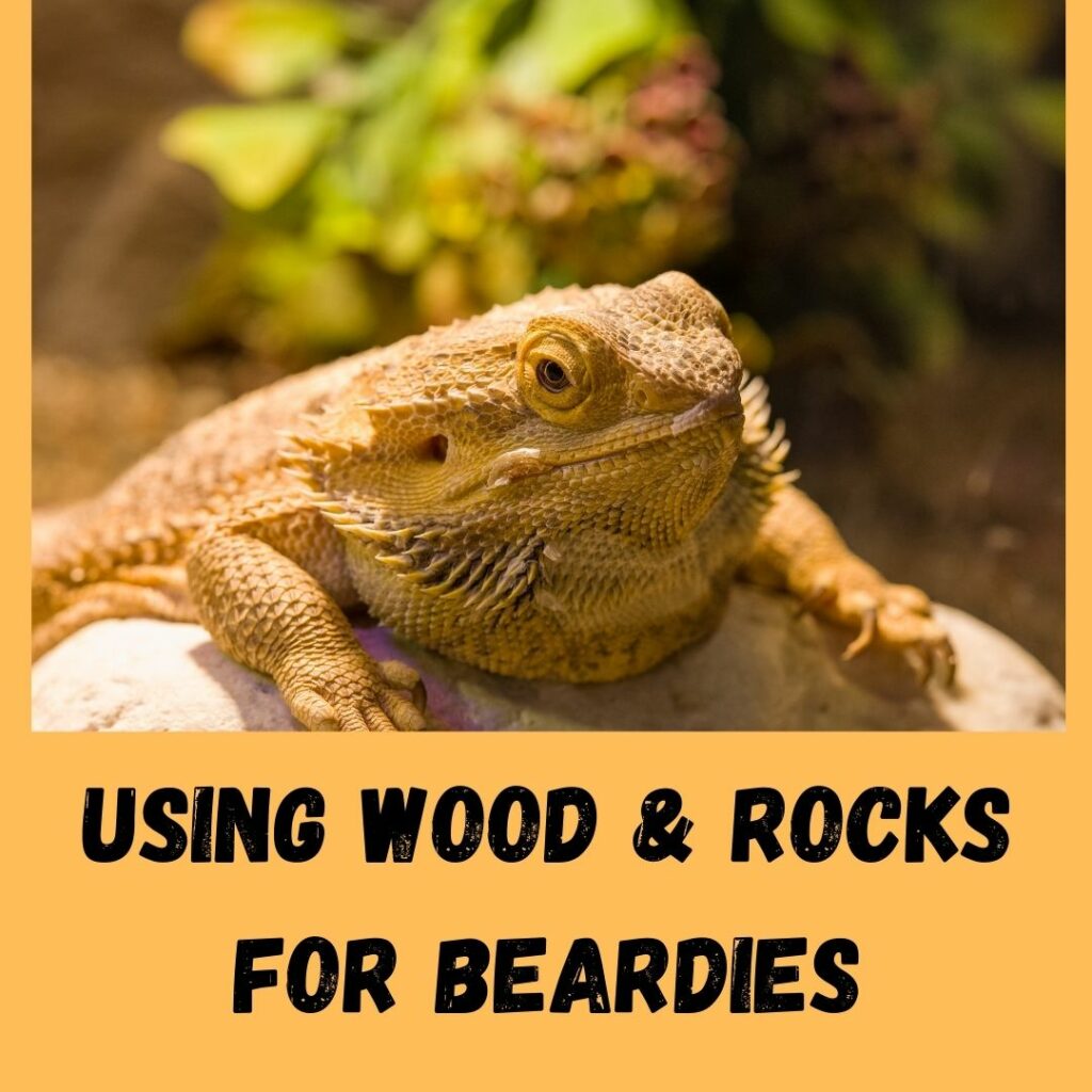 using wood & rocks for beardies