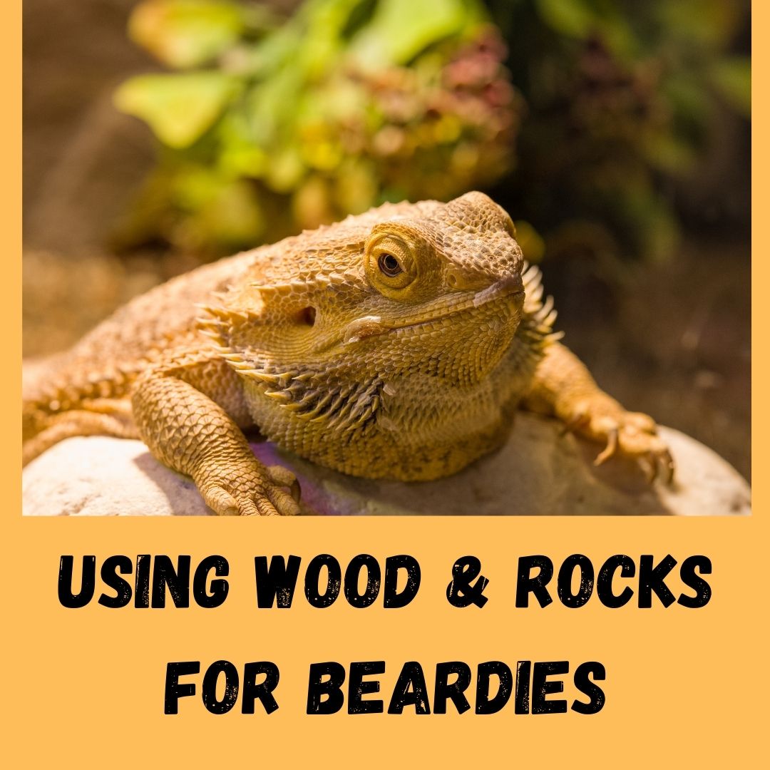 Can I Use Wood Or Rocks From Outside For My Bearded Dragon?